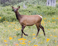 Elk in Flowers 7585